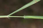 Tufted lovegrass